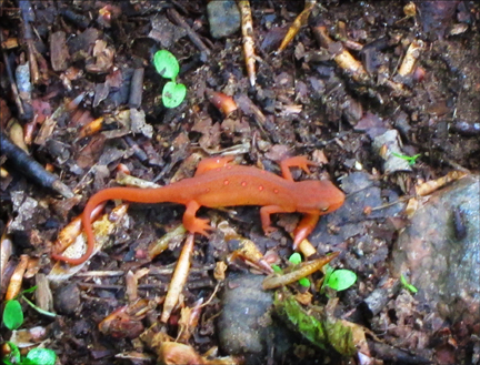 Red Eft (Notophthalmus viridescens) on the Jenkins Mountain Trail at the Paul Smiths VIC (23 May 2012)